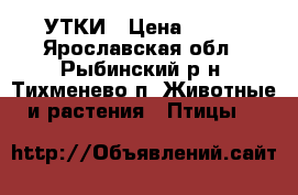 УТКИ › Цена ­ 600 - Ярославская обл., Рыбинский р-н, Тихменево п. Животные и растения » Птицы   